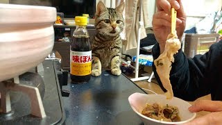 妹としゃぶしゃぶしてたら急に割り込んできてしまった猫ｗ
