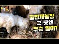 계양산 불법 개농장에서 구조 된 161마리의 개들... 그 이후 어떻게 됐을까?...