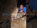 Rattlesnake found under a rock in Arizona!