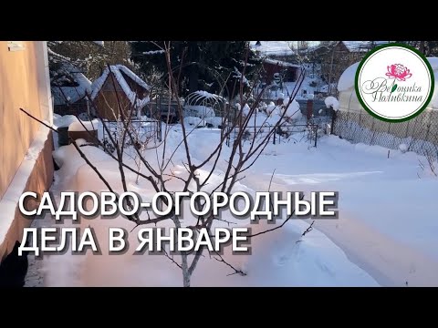 САДОВО-ОГОРОДНЫЕ ДЕЛА В ЯНВАРЕ