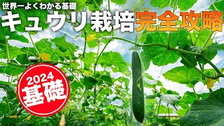 【図解】キュウリ栽培総まとめ【育てるなら理解しておきたい基礎講座】