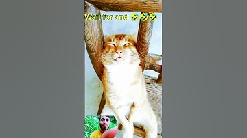 😴 This Snoring Cat is My Spirit Animal! 🐱💤 | Cutest Cat Ever ❤️ #shorts