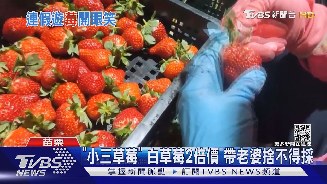 小三草莓 白草莓2倍價帶老婆捨不得採 Tvbs新聞 Youtube 小三草莓 白草莓2倍價帶老婆捨不得採 Tvbs新聞 Youtube