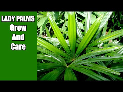 วีดีโอ: Indoor Lady Finger Palms - วิธีดูแลต้นปาล์มเลดี้