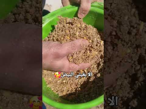 الا بغيتي البيض