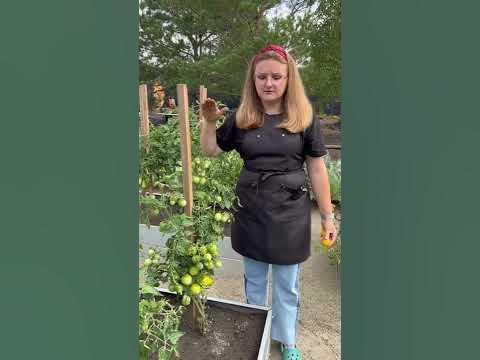 Золотой алтын #сад #огород #дача #семенаалтая #томаты - YouTube