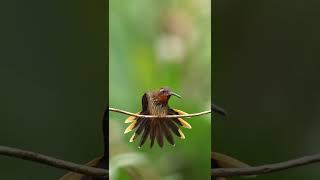   Saw-Billed Hermit (Ramphodon naevius) Birds Life Singing, Chirping, Playing #wildlife #4k #shorts