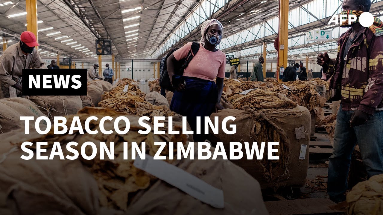 Zimbabwe kicks off tobacco selling season as it expects output surge