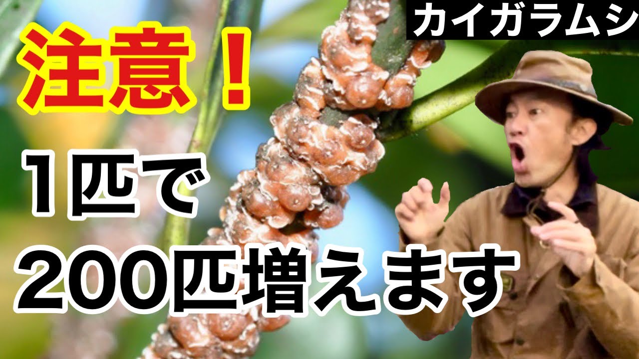 カイガラムシのかしこい防除の仕方教えます 【カーメン君】【園芸】【ガーデニング】【初心者】