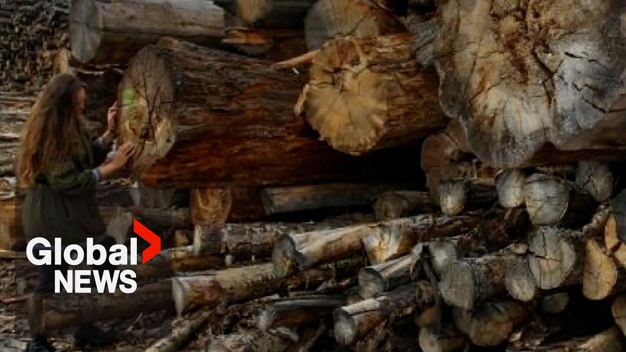 Are BC's old growth trees — some supposedly 250 years old — being burned for energy?