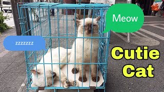 Download lagu Cute Tonkinese Cat sa Cubao Farmers Quezon City  | Learn to Meow Slow Jam Remix for lovers only 2022
