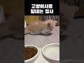 그래서 무슨 맛인데?! #고양이
