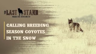 Calling Breeding Season Coyotes in the Snow! | The Last Stand S4:E9