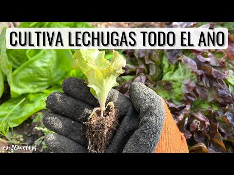 Cómo PLANTAR LECHUGAS en casa o huerto TODO EL AÑO: fácil, barato y con éxito || en20metros