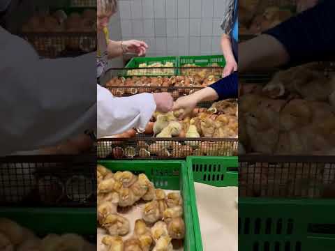 Выборка и сортировка