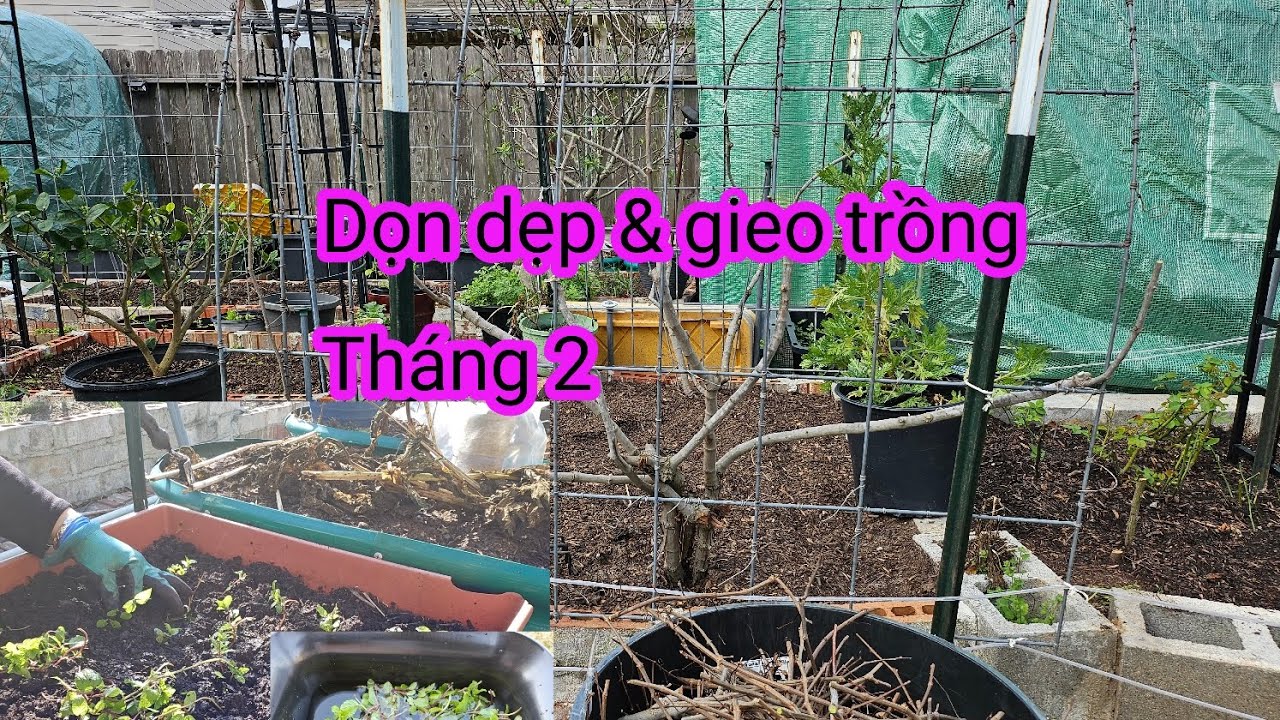 #657:Tranh thủ gieo Trồng hạt rau mồng tơi  và dọn dẹp khu vườn.