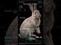 sees 360° with eyes wide open · European Rabbit #theerrorcodex