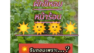 ปลูกผักชีหอม​ อย่าง​สวย​หน้าร้อน🌞แต่... ต้องถอนเพราะ?.. 👉พาชมแปลงผักแบบผสมผสานเนื้อที่ไม่ถึง1งาน