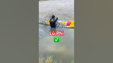 @carophivietnam ✅ Về Miền Tây xem đặt Lú thu hoạch Cá Rô Phi ở Kiên Giang #fishing @giathuysan