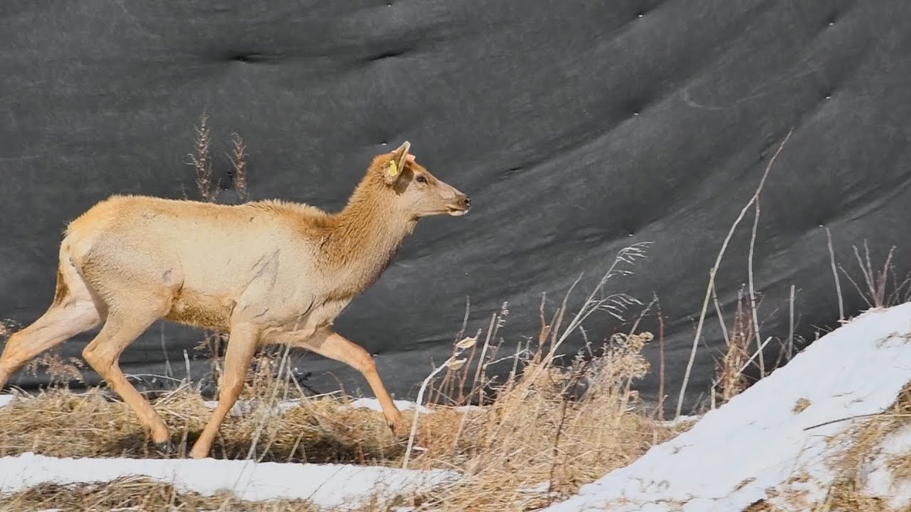 Elk In Wisconsin Wisconsin Dnr