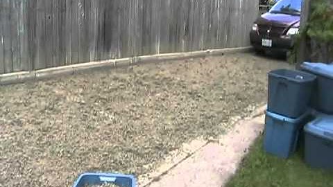 Davidsfarm 1436 - Catnip Update - Final Curing Process