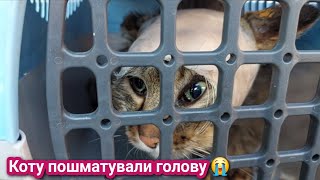 Коту пошматували голову 😭