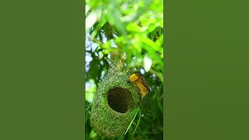 1038 Unbelievable Weaver bird build nest bird architecture design#nature #youtubeshorts #music
