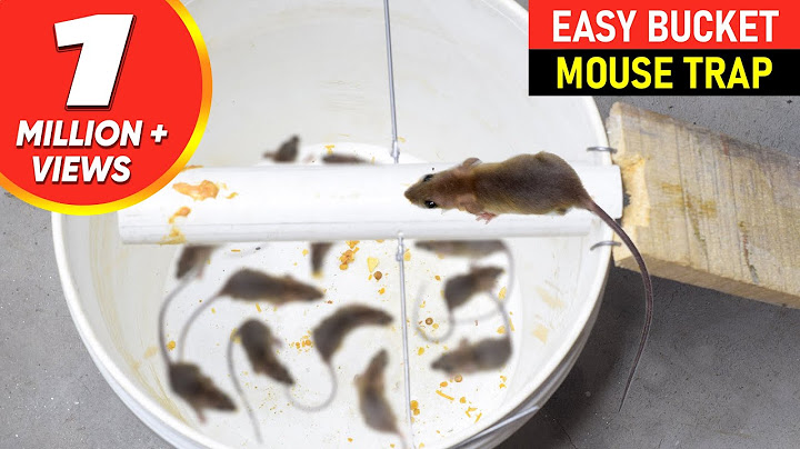 Mouse Trap Bucket || Rat Trap Homemade || Best Mouse Trap