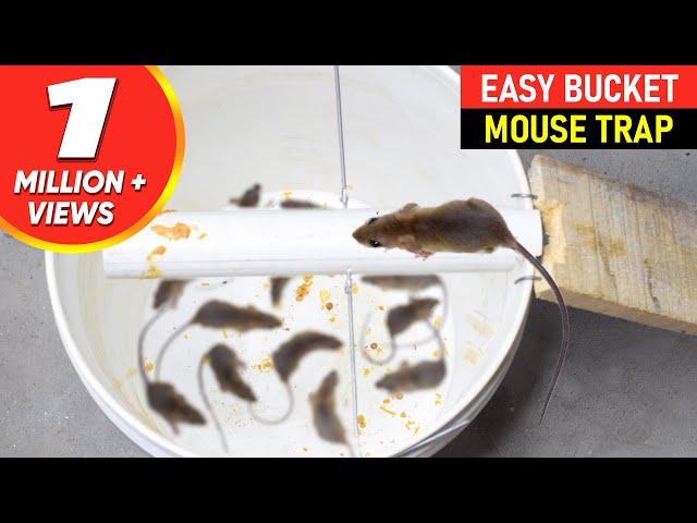 How to Build a Cheap Rat & Mouse Bucket Trap - BroBryceGardens - video  Dailymotion