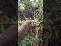 Recognizing nature in a stubborn stone barangay antipolo medellin cebu