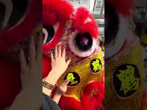 Lion Dance, Festival Parade Chinese Celebration featuring their Flag & Culture #festival #taipo