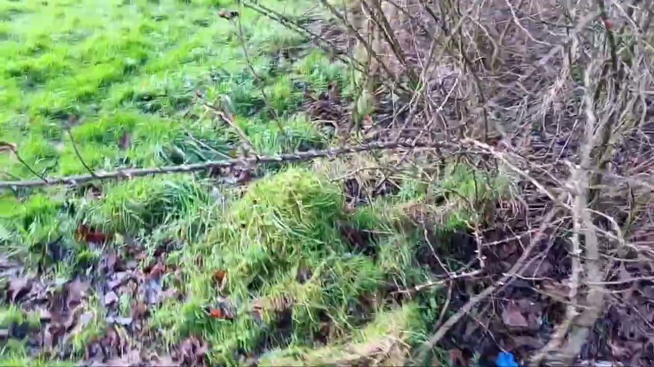 Miyawaki Style Forest in Dublin in January 2026