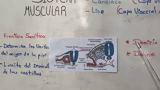Sistema muscular embriología Langman