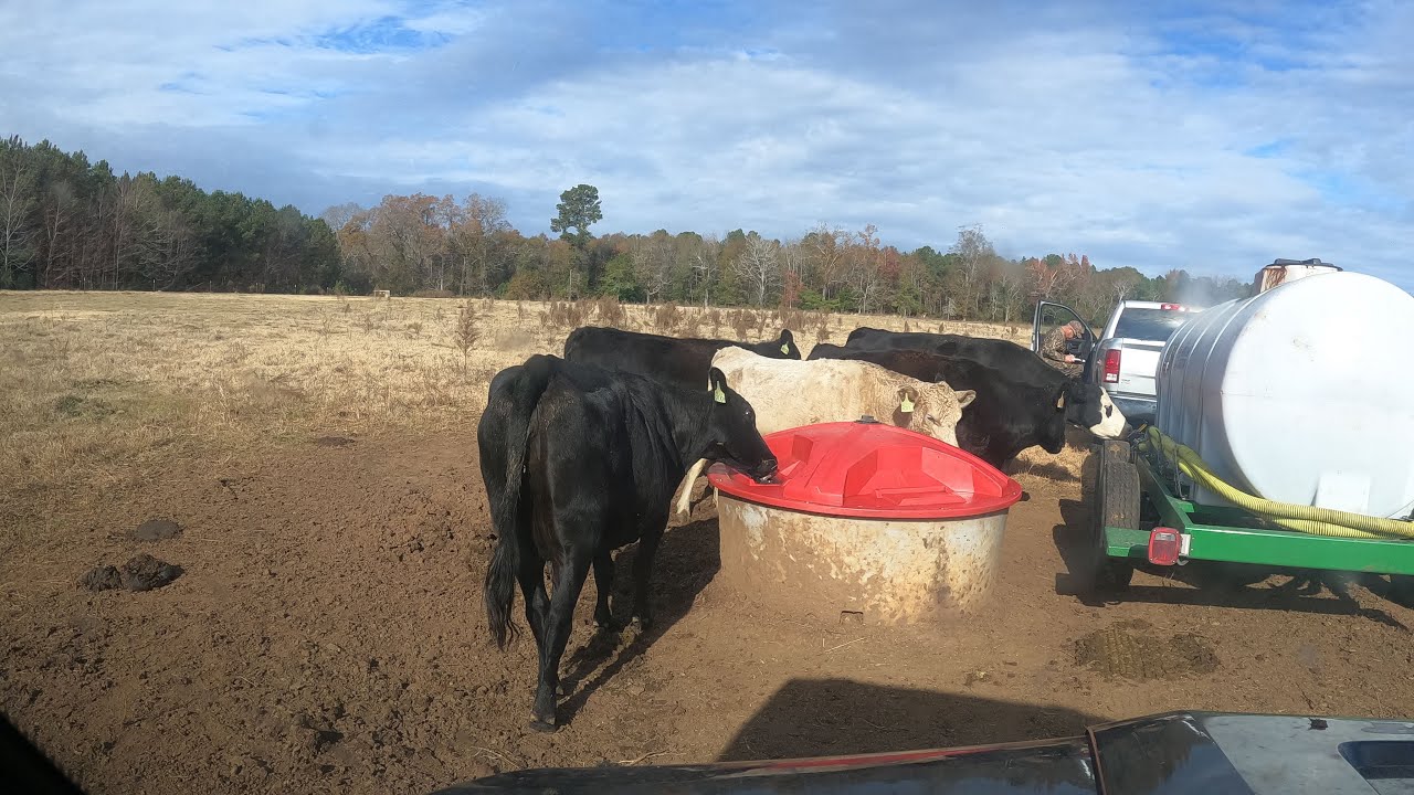 Putting out more molasses for the cows Episode 37 Cows and Sows YouTube