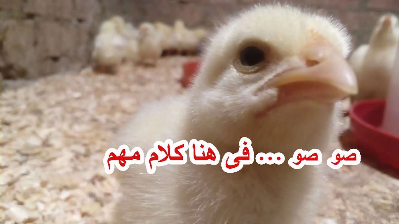 Если вы хотите, чтобы ваши цыплята за 35 дней весили 3 килограмма 😍😍 делайте это с первого дня ☝