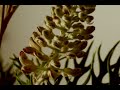 Timelapse grevillea flower opening 75000
