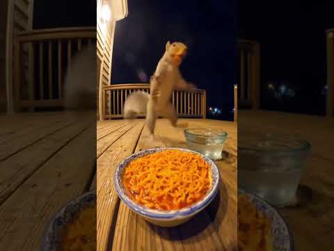 الكتان الرجفه الصباح