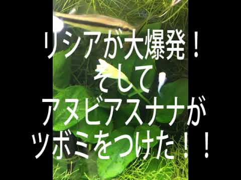 アヌビアスナナの花 つぼみ Youtube