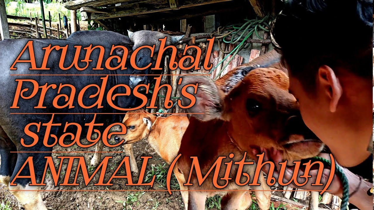 Arunachal Pradesh||state Animal (Mithun) - YouTube