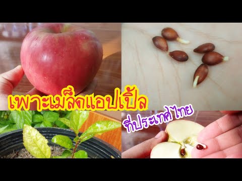EP. 59 #เพาะเมล็ดแอปเปิ้ล ง่ายๆ