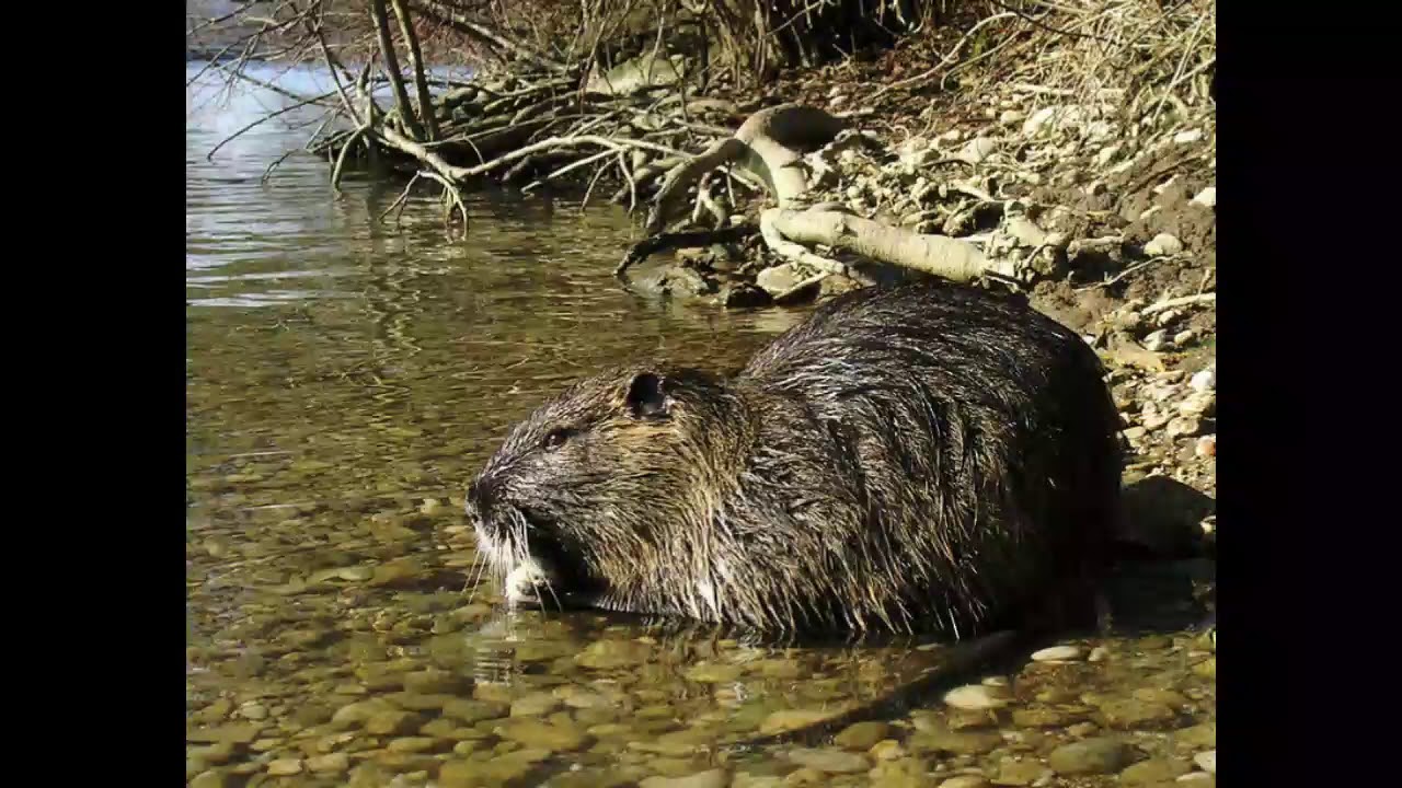 camera iphone 8 plus apk Nutria Facts Interesting Facts about Nutria Facts about Nutria