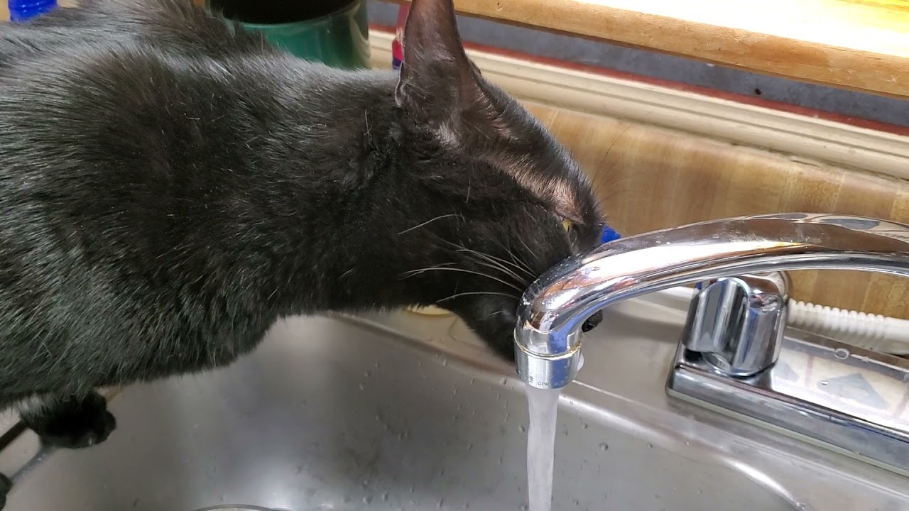 Num Num Cat YouTube num-num-cat-youtube