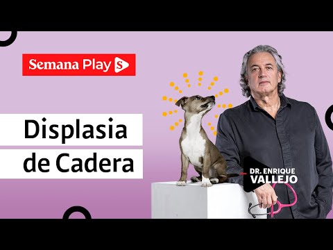 Displasia de cadera en perros y gatos: así se identifica y se trata