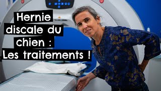 Hernie discale du chien : Les traitements ! 🐶