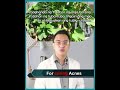 Tuba Tuba Leaves Is The Best Medical Plants Curing Anale Alisasis Tuba Tuba Leaves Is The Best Medical Plants Curing Anale Alisasis