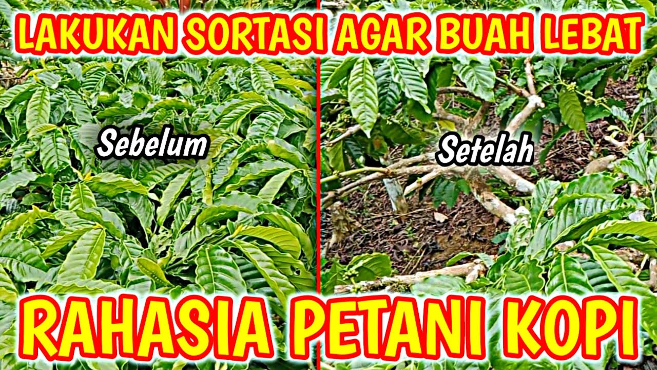 CARA SORTASI KOPI TUGUSARI SUPAYA BUAHNYA LEBAT...!!!