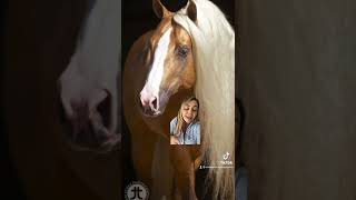 Colores de caballos: Palomino #caballos #equinos #cuartodemilla #veterinaria