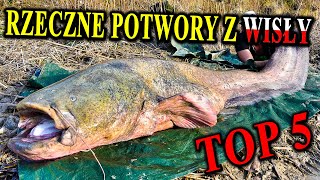 Rzeczne Potwory z WISŁY - Top 5 Polskich Ryb Drapieżnych