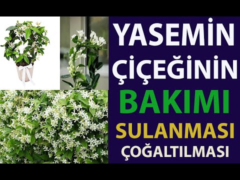 Yasemin Çiçeğinin Bakımı, sulanması ve çoğaltılması. Yasemin çiçeklerini nasıl sulanır ? yasemin