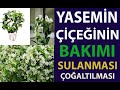 Yasemin ieinin bakm sulanmas ve oaltlmas yasemin ieklerini nasl sulanr  yasemin